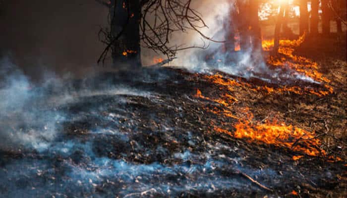 Burning forest ground with smoke and flames during a wildfire, illustrating the devastation that leads to Texas Wildfire Litigation claims.