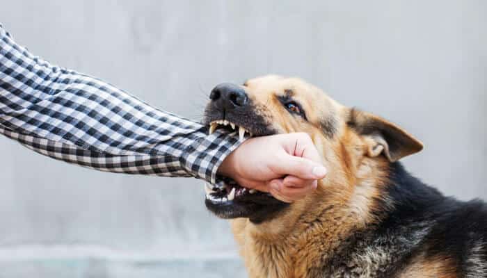 German Shepherd biting a person’s arm, highlighting Texas Dog Bite Laws and owner liability for attacks.