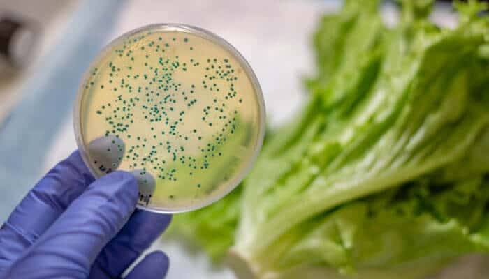Lab test showing bacteria linked to E. coli outbreaks on lettuce, highlighting food safety risks and contamination concerns.