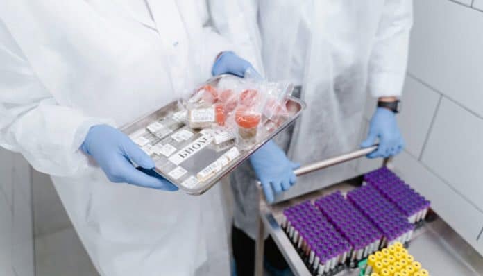 Early Stage Clinical Trials laboratory setup showing researchers handling clinical samples and test tubes during phase 1 research