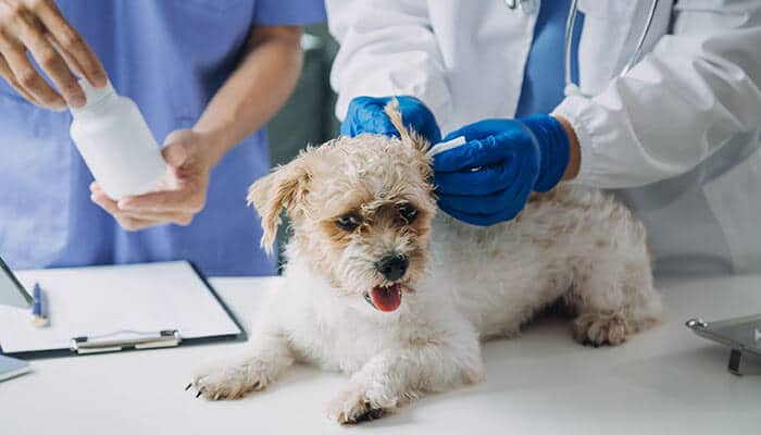 Seek Medical Attention - My Legal Opinion - My Legal Opinion Dog Bite Lawyer case involving veterinary examination of a dog after a reported bite incident
