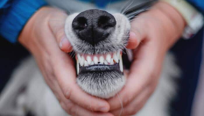 Types of Injuries from Dog Bites Medical Concern - MY Legal OPinion - My Legal Opinion Dog Bite Lawyer case showing dog exposed teeth highlighting danger and liability in dog bite claims